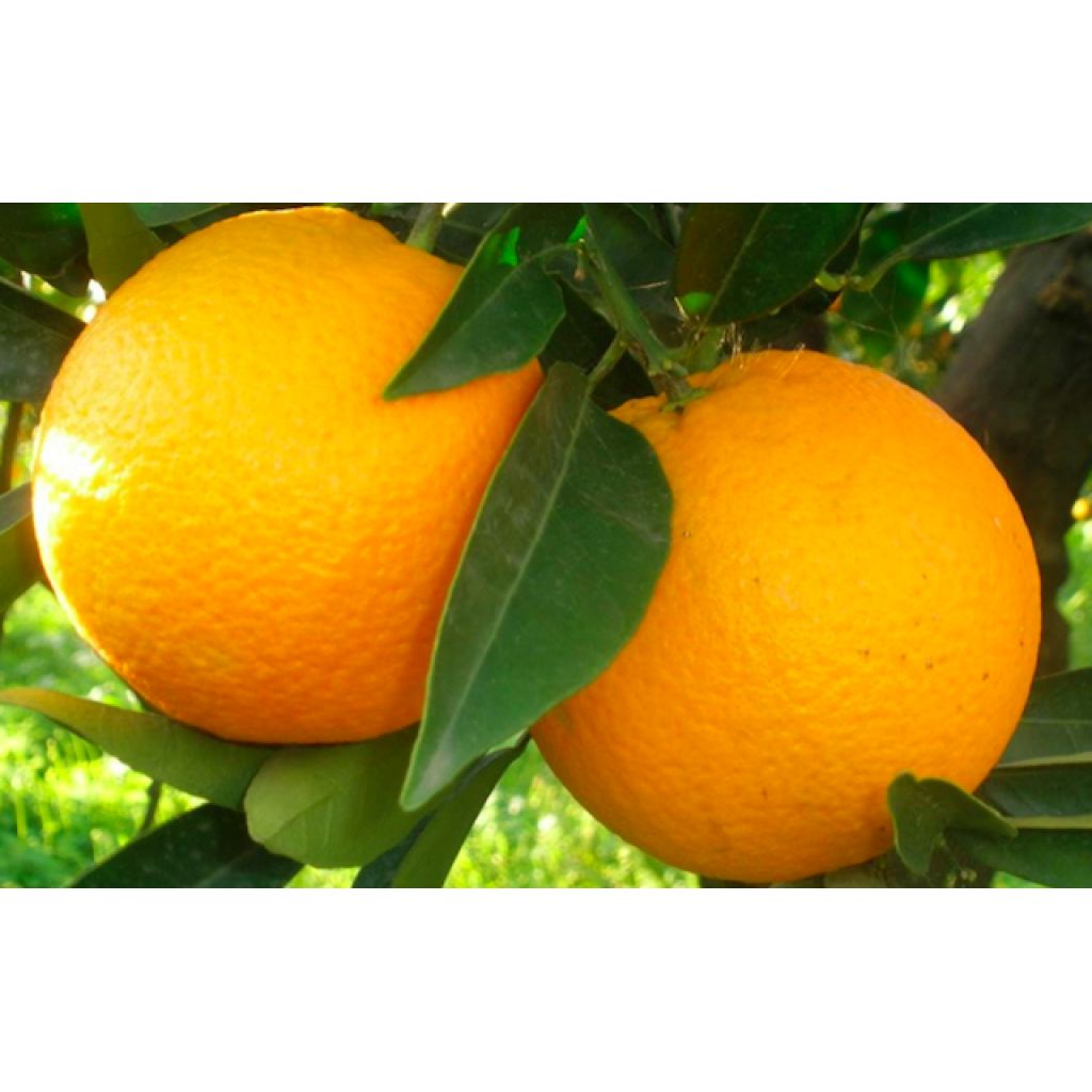 Arance Valencia - Cassetta 18 Kg