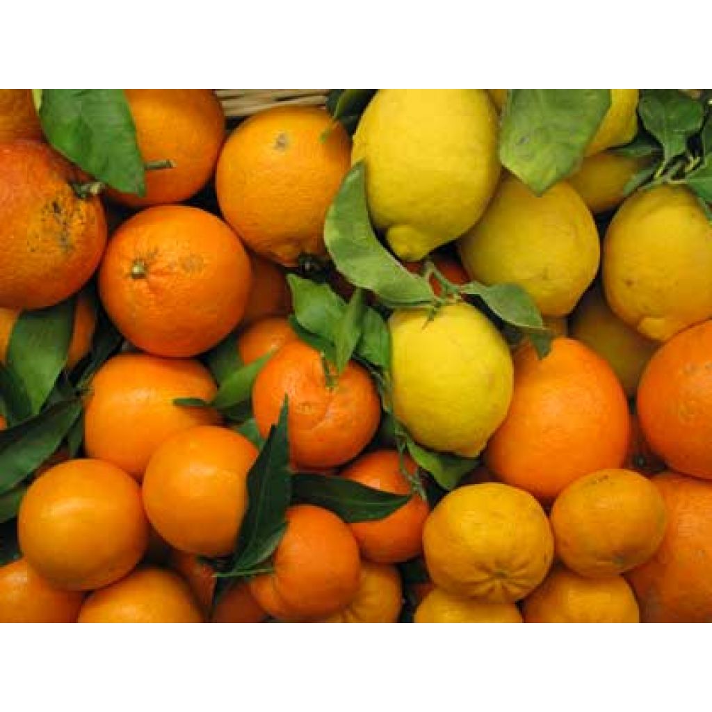 Cassetta mista - Cassetta 18 Kg