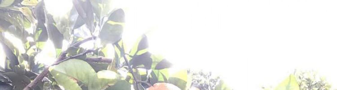 Azienda agricola Faito