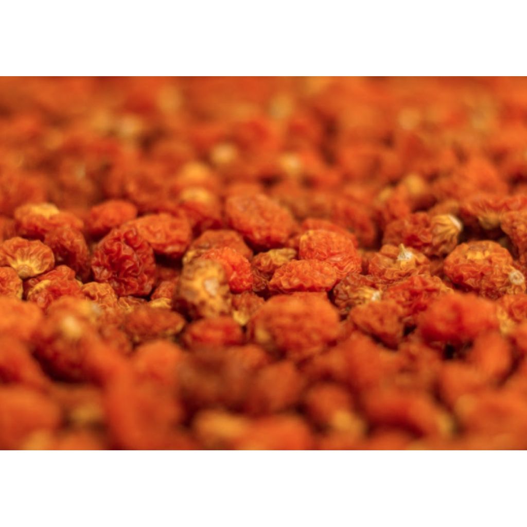 Phisalis disidratato Bio 1Kg