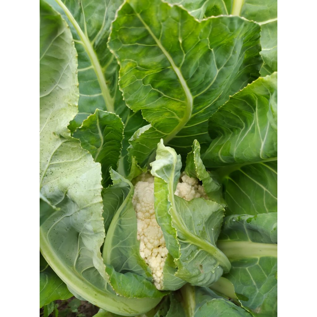 Cavolo palla di neve