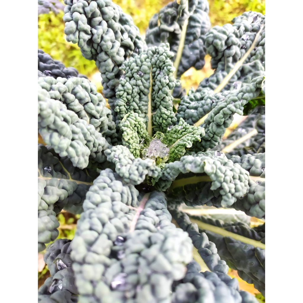 Cavolo nero