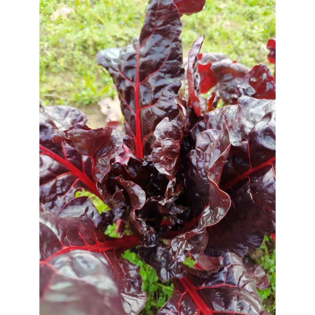 Bieta da costa rossa