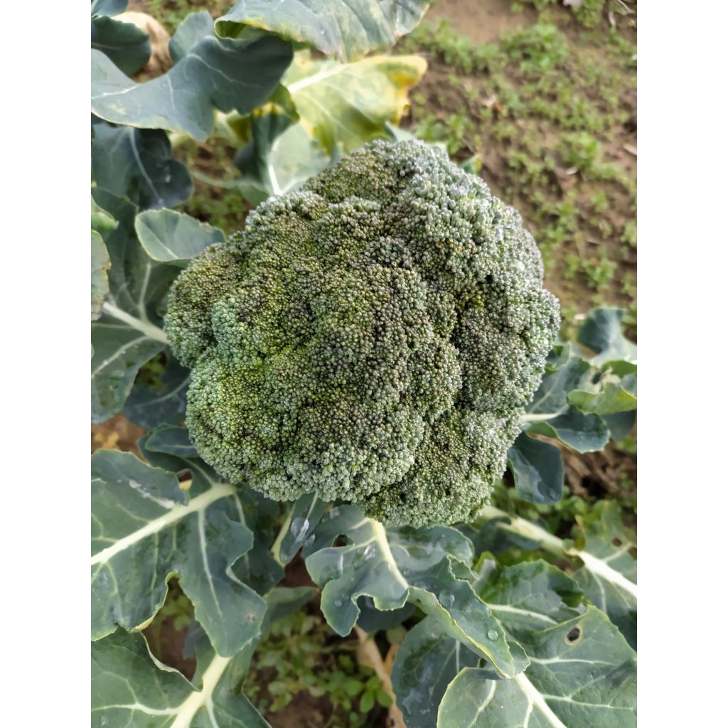 Broccolo