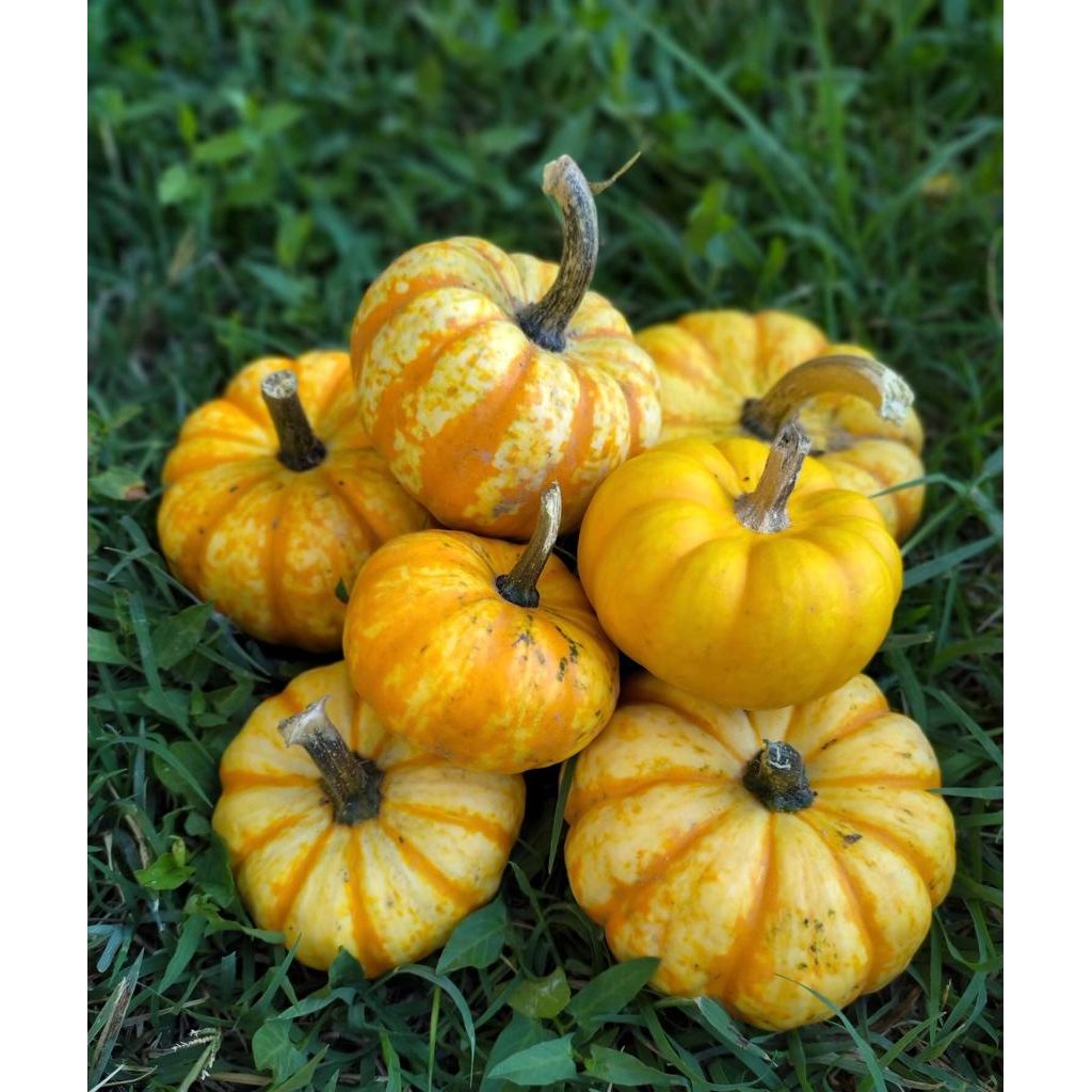 Zucca Jack Be Little