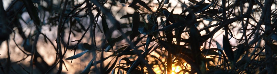 Societ&agrave; Agricola Semplice Archidamo III