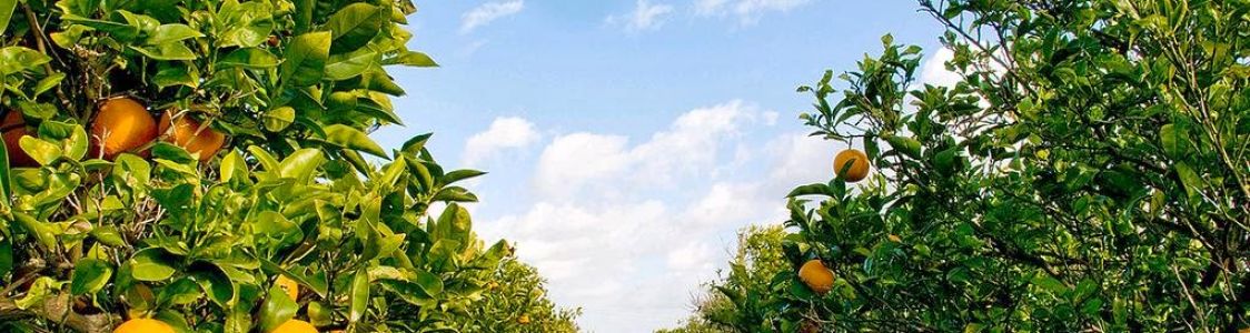 Agrumi Desir&egrave;e vendita online