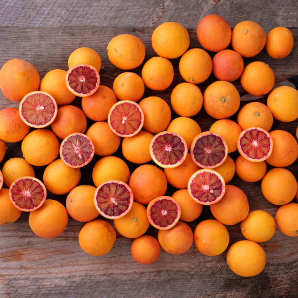 Arance rosse Sanguinello 100 KG