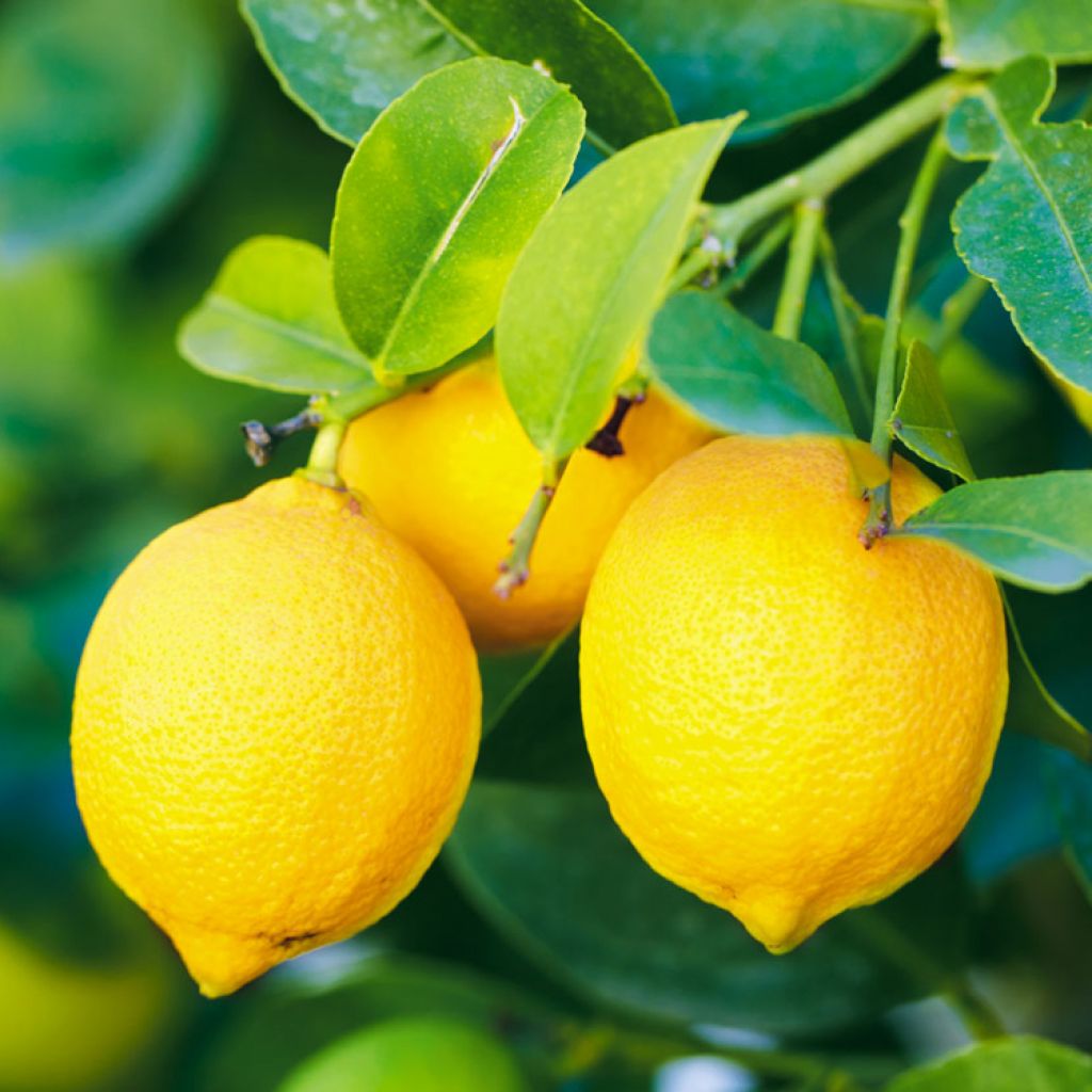 Limoni Sicilia 100 Kg