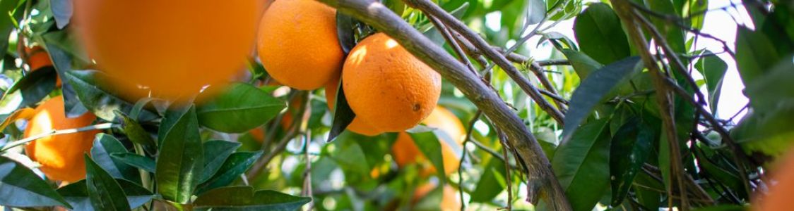 AZIENDA AGRICOLA CLEMENTE ROSARIA