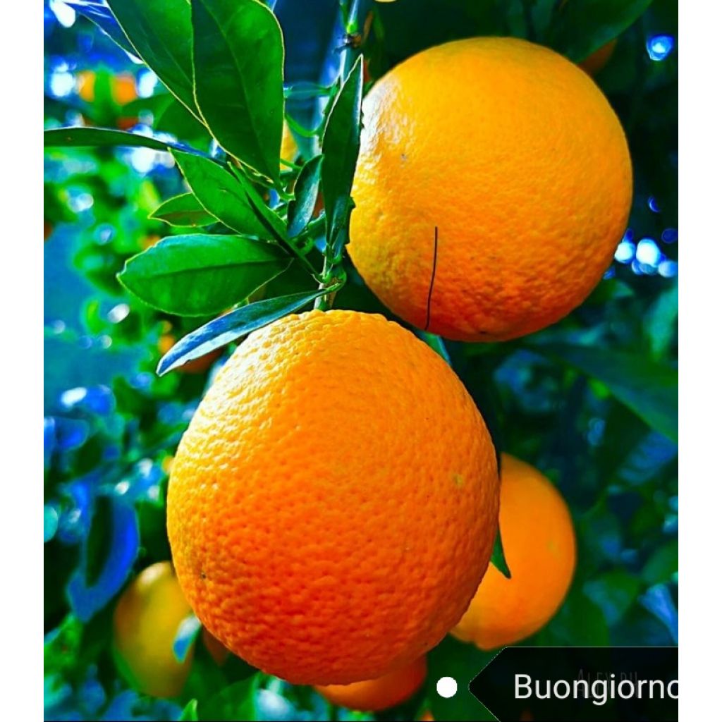 Cassette with one band of approx. 5/6 Kg