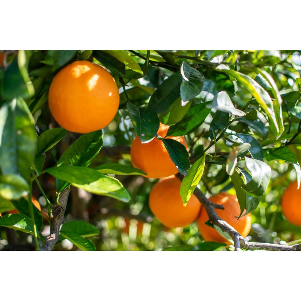 Cassetta di arance da spremuta da 20 Kg