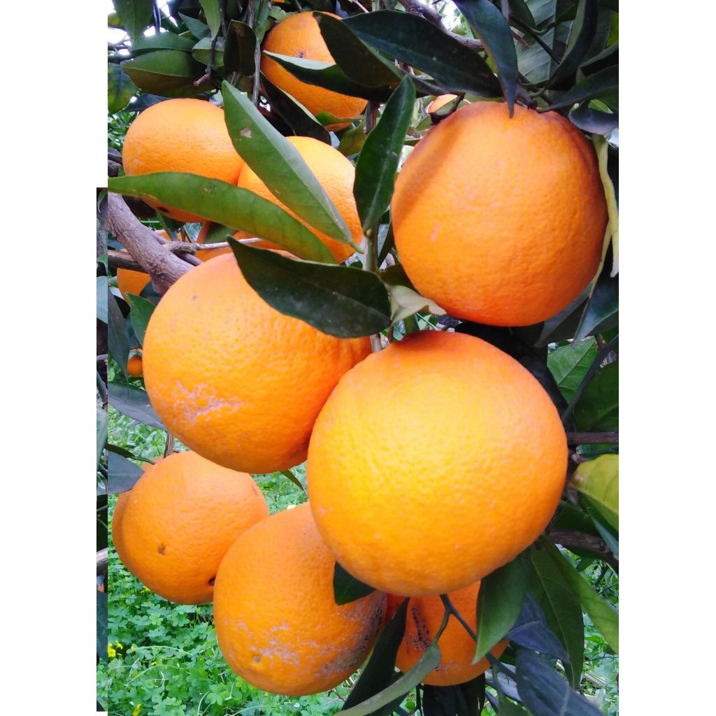 Arance Vaniglia - Cassetta a tre fasce da 16,5 Kg