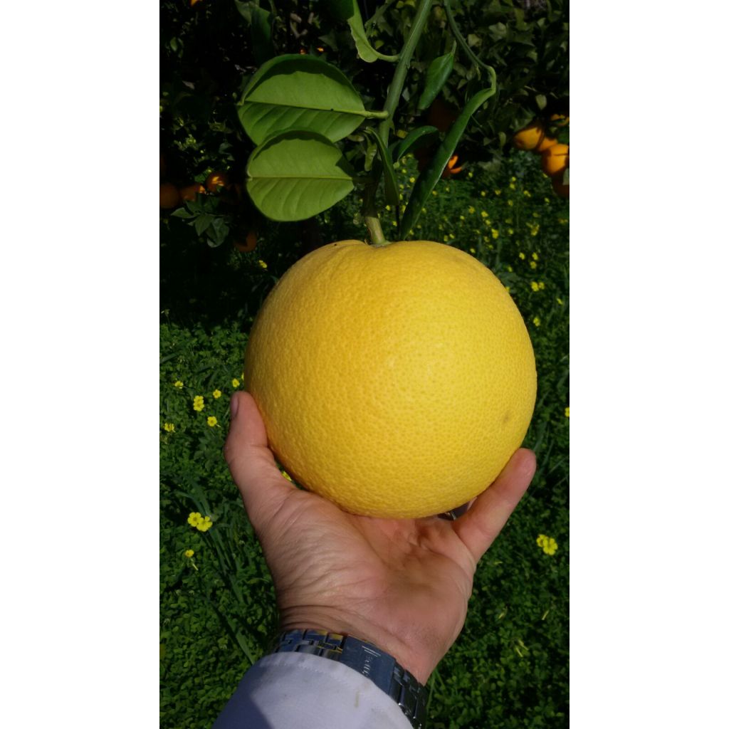 Box with two bands of 10 Kg