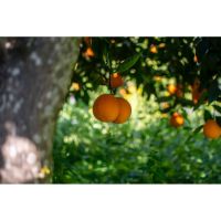 photo20210325004551 16