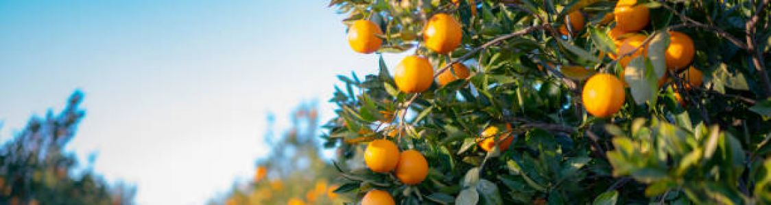Azienda Agricola Di Geronimo Rosario
