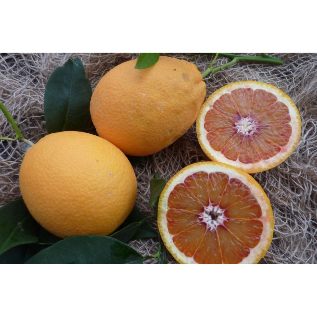Arance Tarocco Meli da tavola - 15 Kg