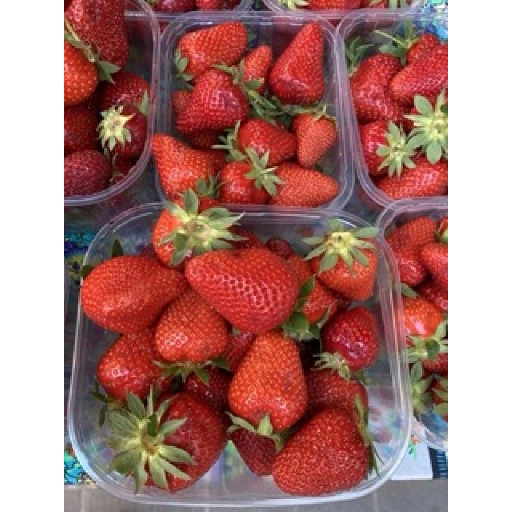 Cestino fragole Kg 1