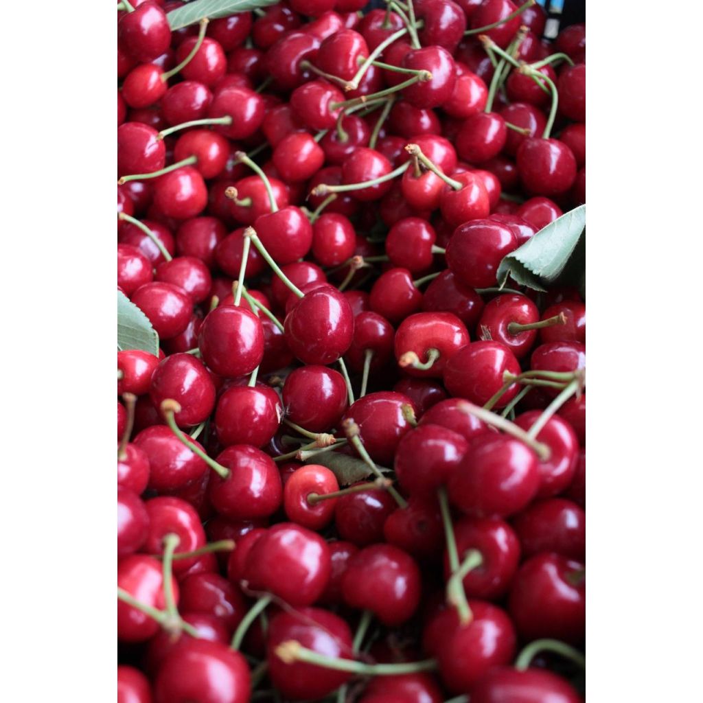 Ciliegie cestino da Kg 1