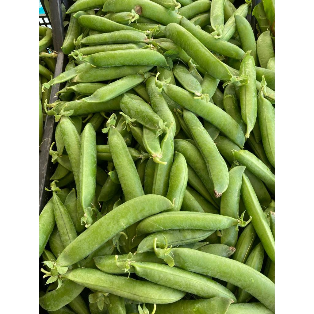 Piselli 0,5 kg