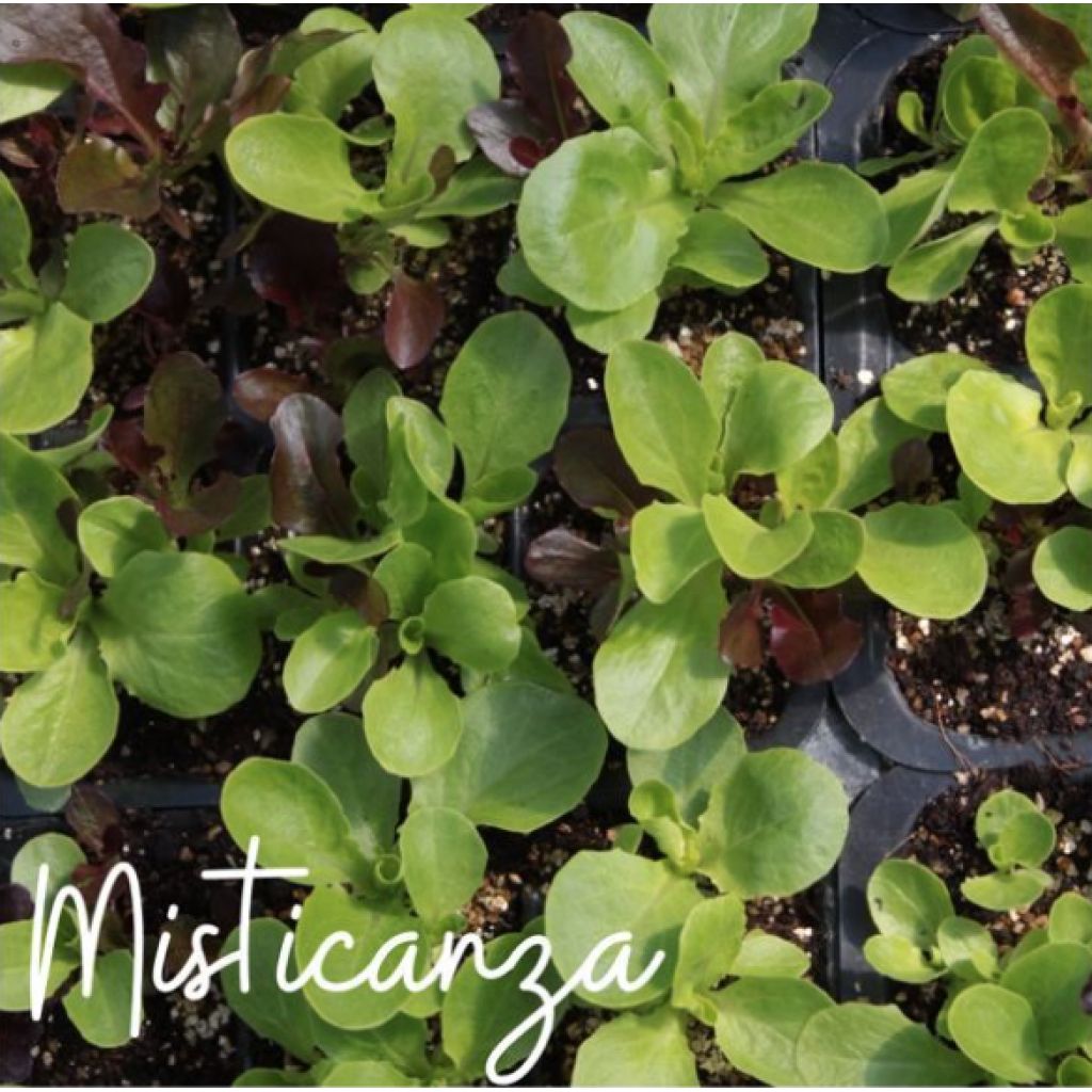 Piantine di Misticanza