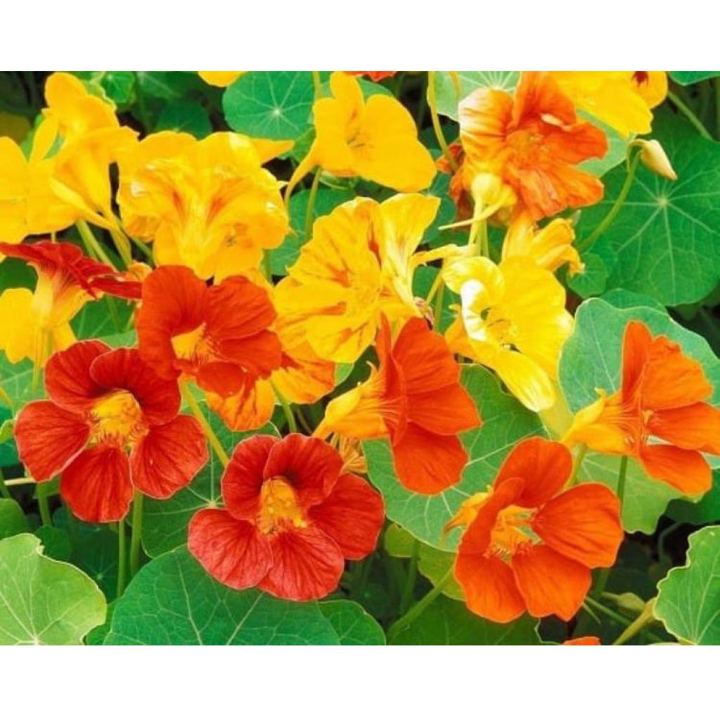 Piantine di Fiori Eduli