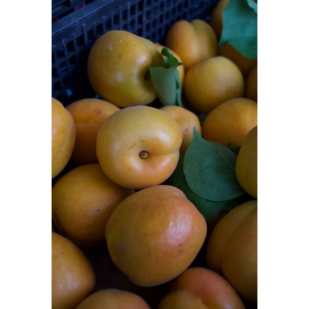 Albicocche Kg 1