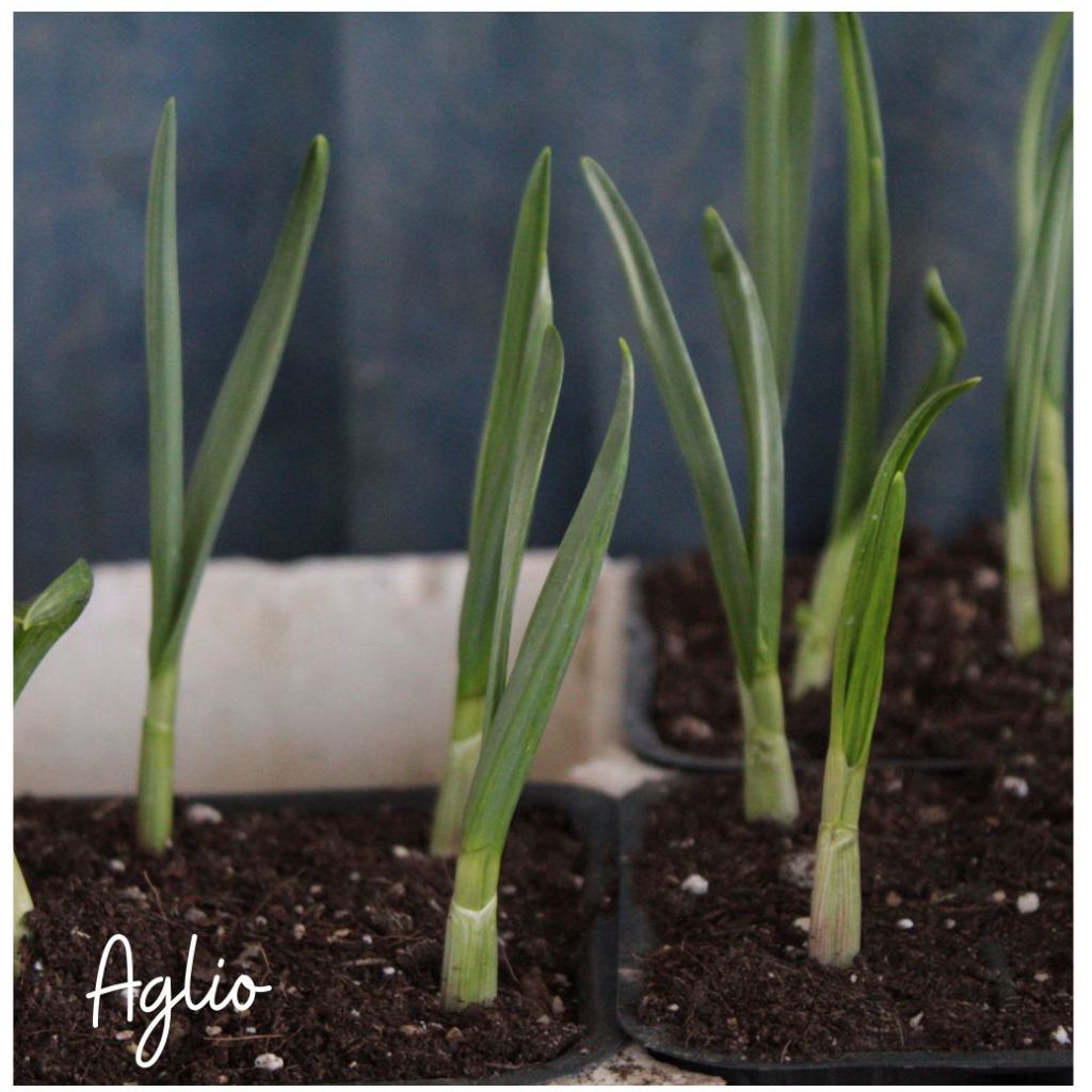 Piantina Aglio per Orto