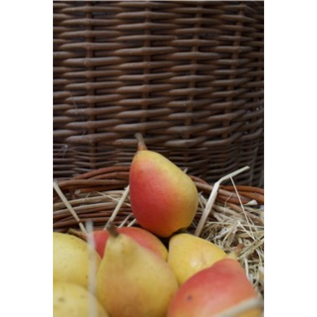 Pere Angelica Kg 0,5