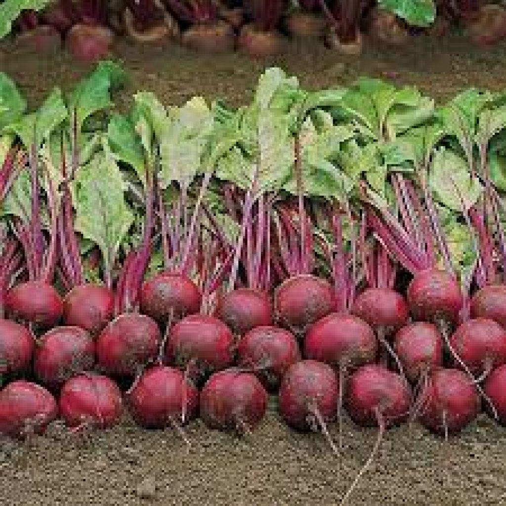 Barbabietole rosse/arancioni BIO 0,5 Kg