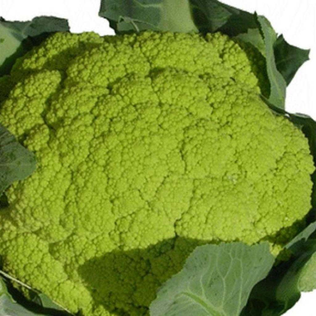Cavolfiore VERDE tenerissimo Kg 1