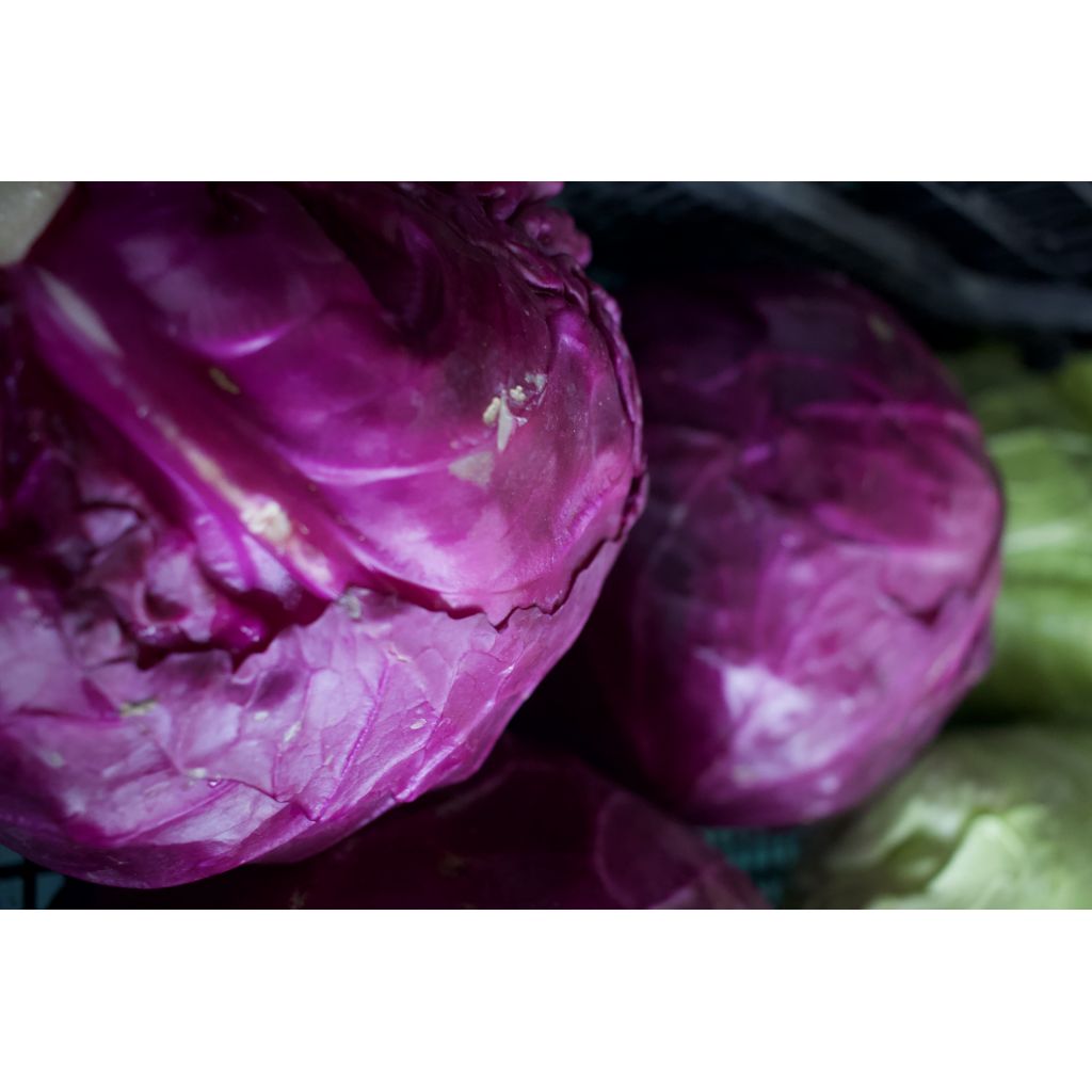 Cavolo cappuccio viola BIO piccolo