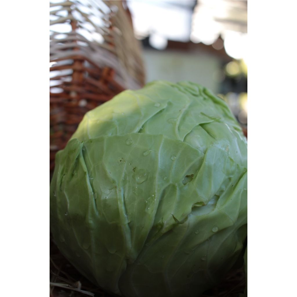 Cavolo cappuccio verde BIO (piccolo)