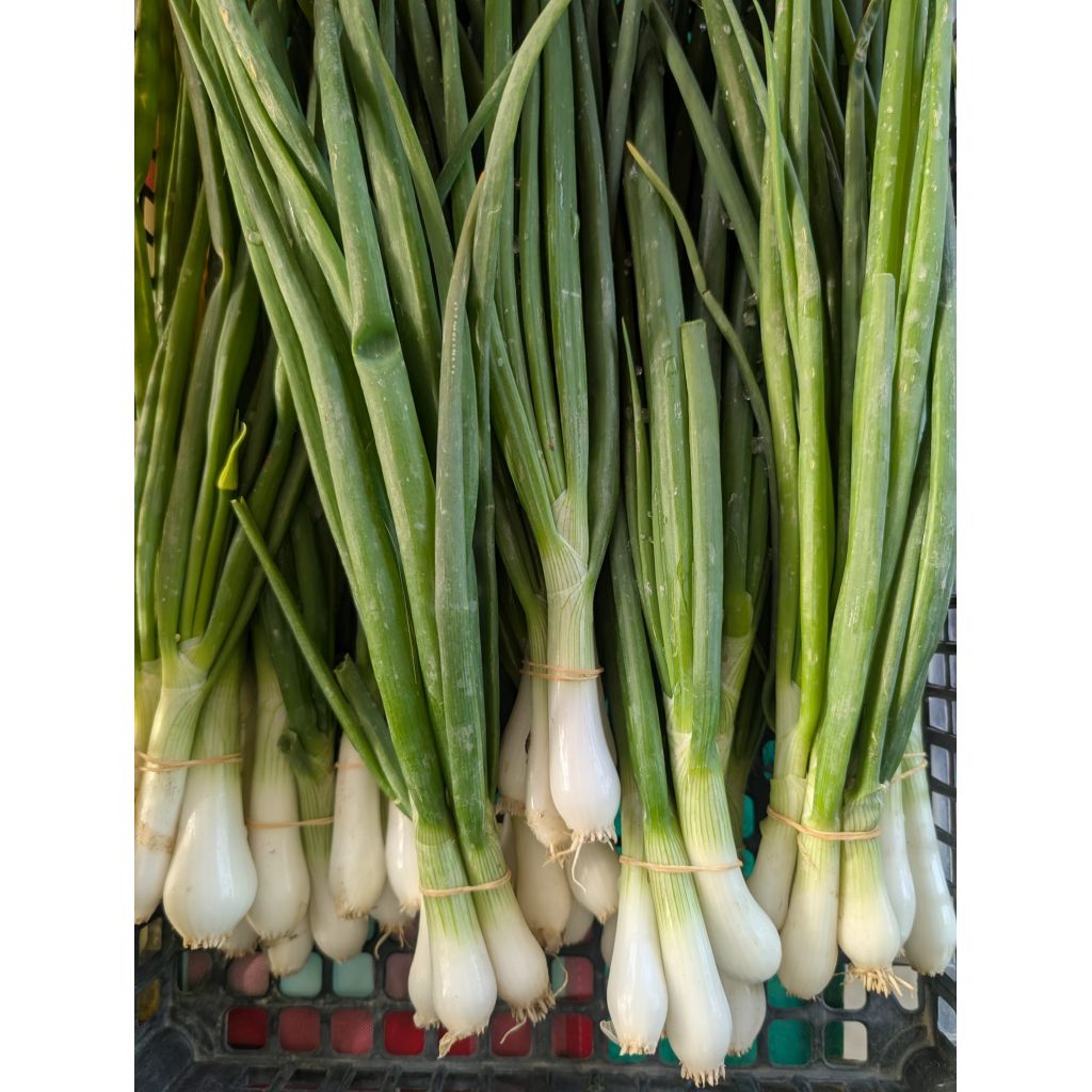 Cipolla fresca BIO 1 mazzo da 4 cipolle