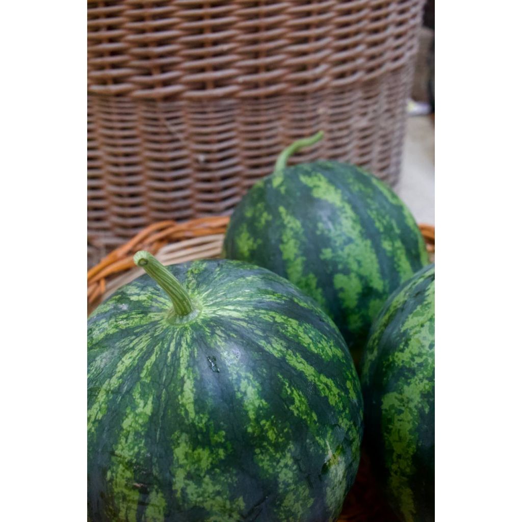 Cocomero mini dolce e dalla buccia fine BIO