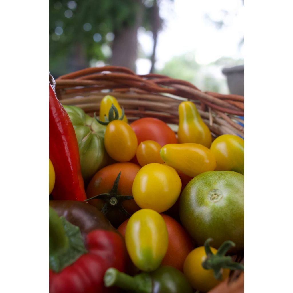 Piccoli pomodori datterini,ciliegini BIO kg 0,5