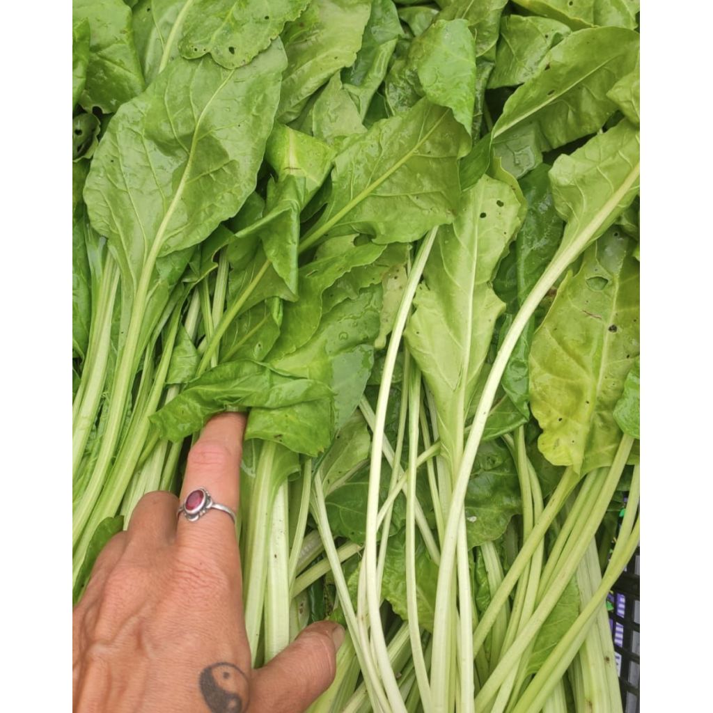  Bietole o Erbette BIO Kg 0,5