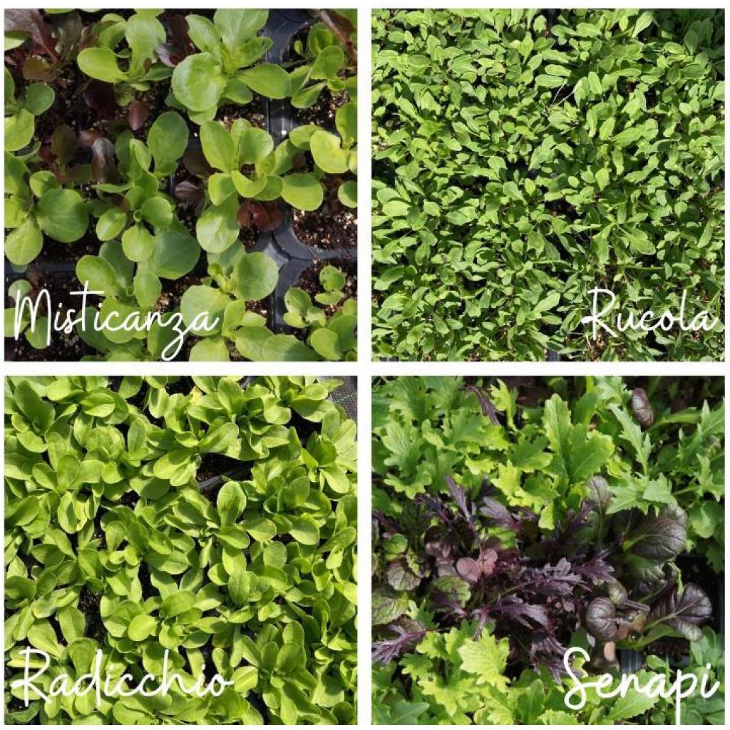 Piantine di verdure da taglio