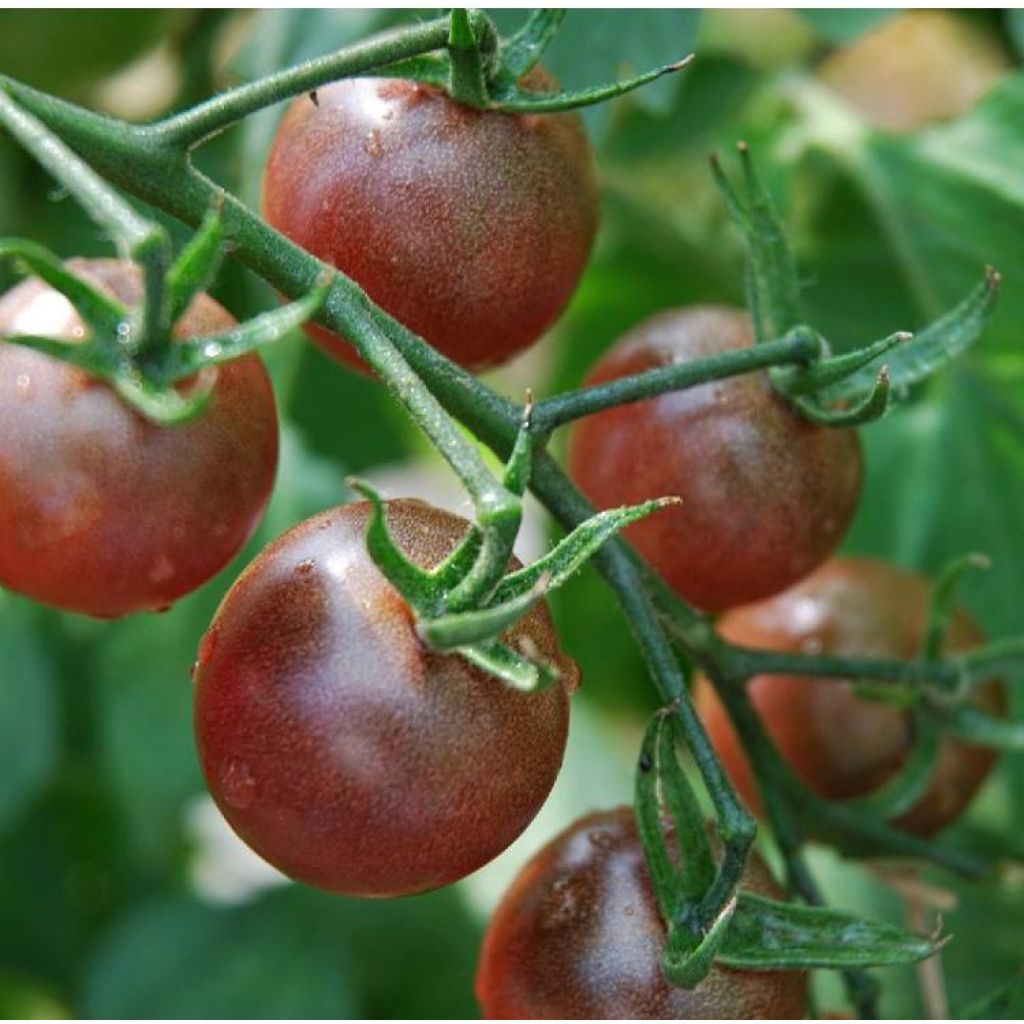 Piantine di pomodoro