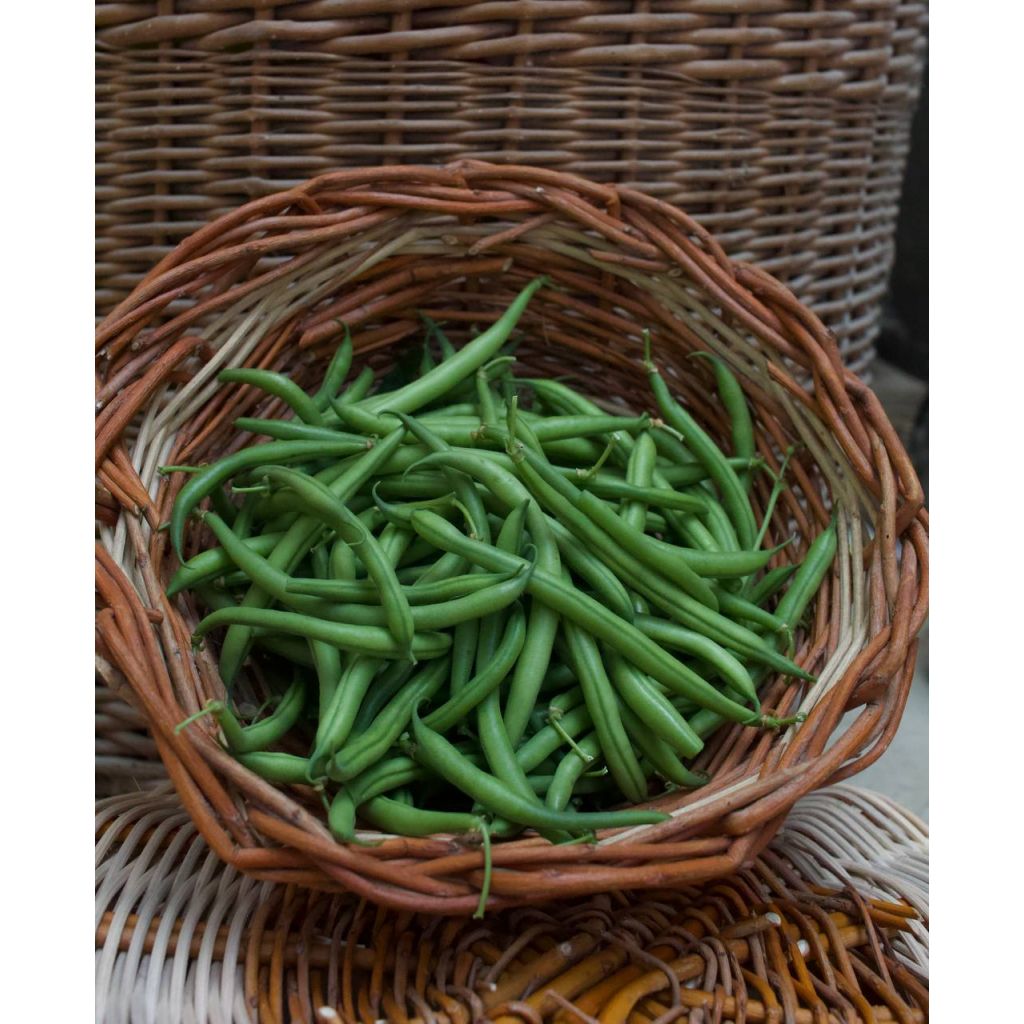 Fagiolini freschi, raccolti a mano colori misti BIO Kg 0,5