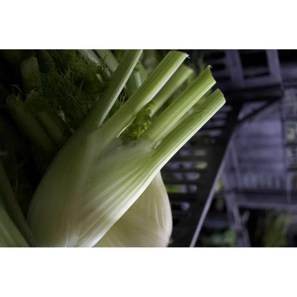 Finocchio BIO Kg 0,5