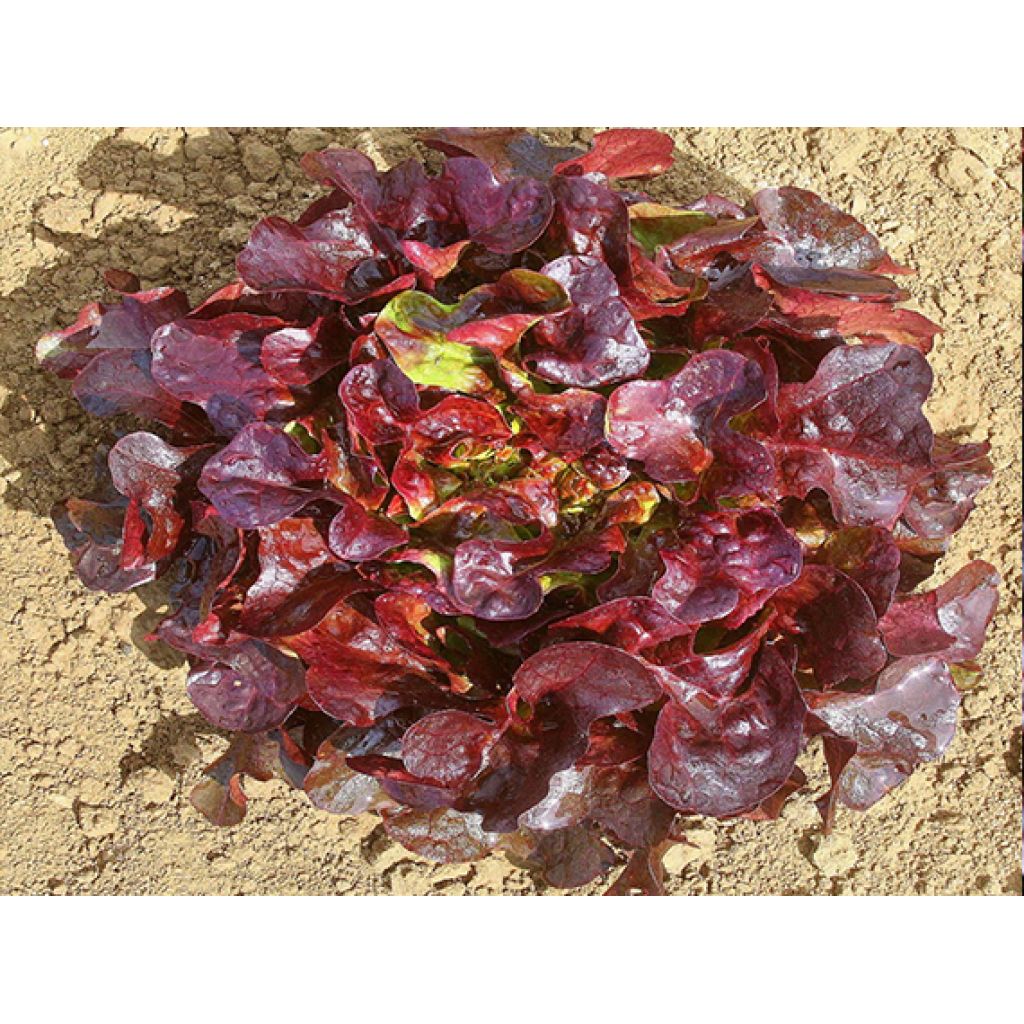 Insalata FOGLIA QUERCIA ROSSA BIO