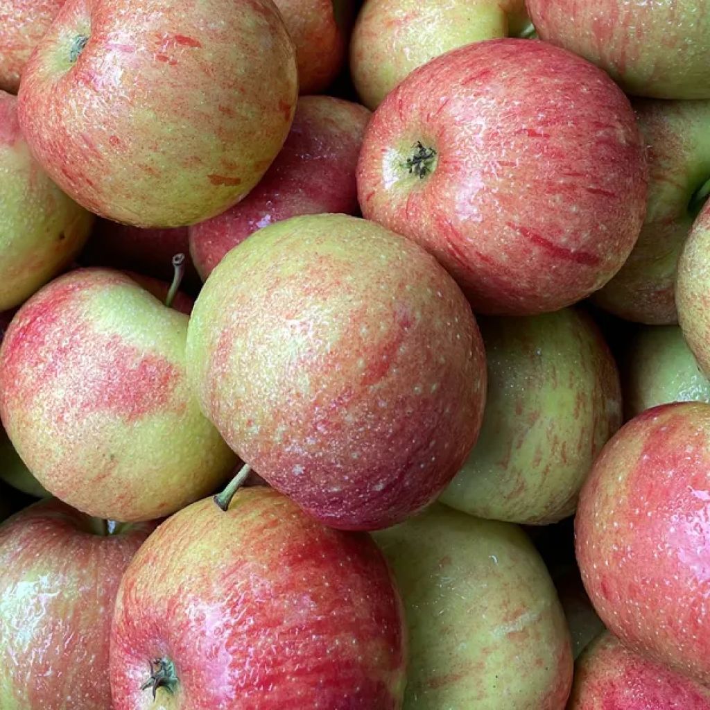 Mele Imperatore nuove Kg 1