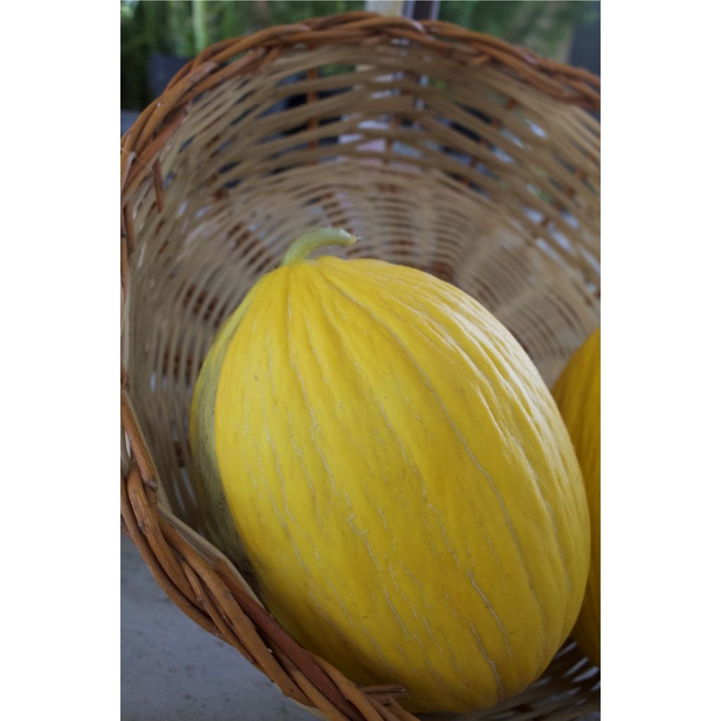 Melone liscio o retato BIO