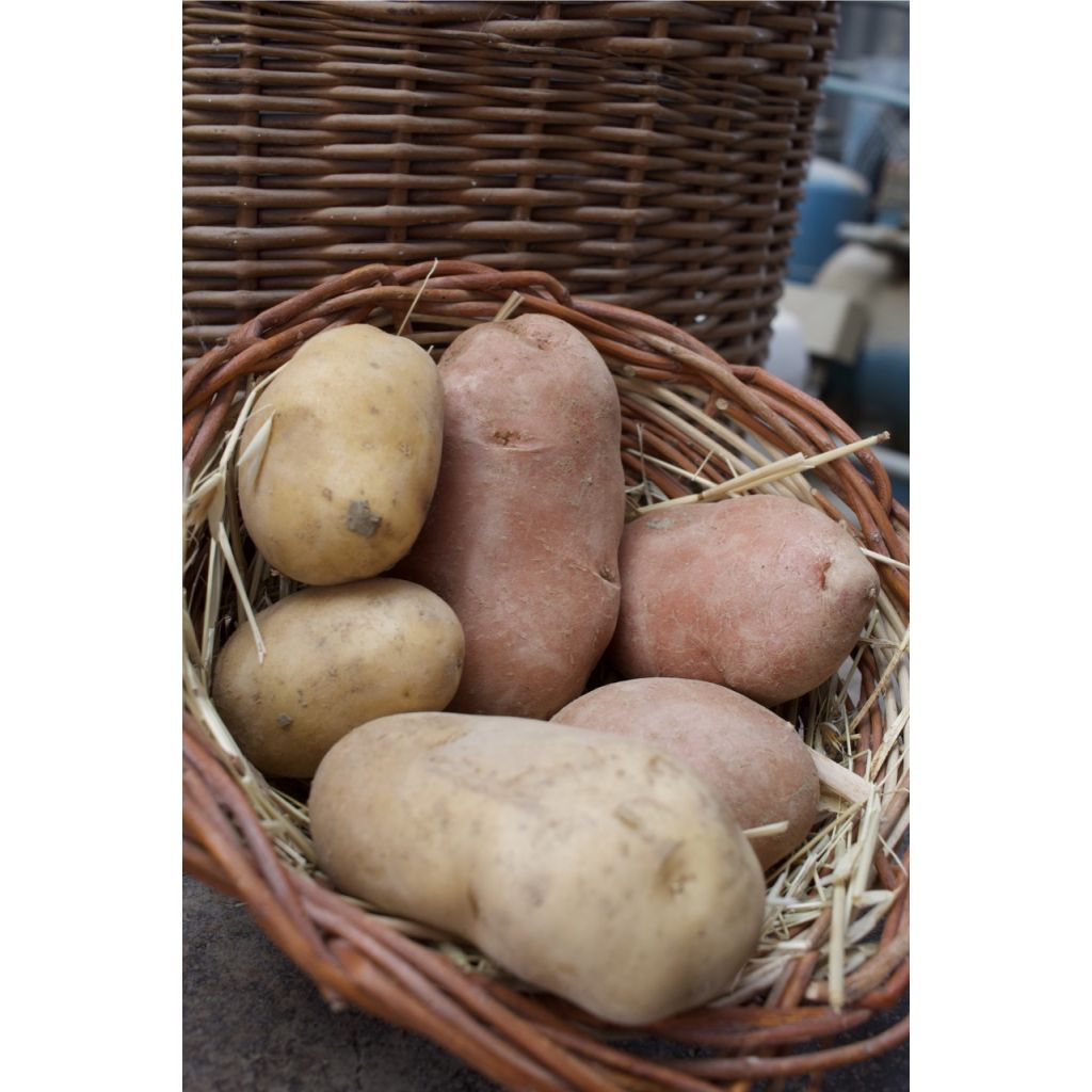Patate ROSSE NOVELLE BIO Kg 1