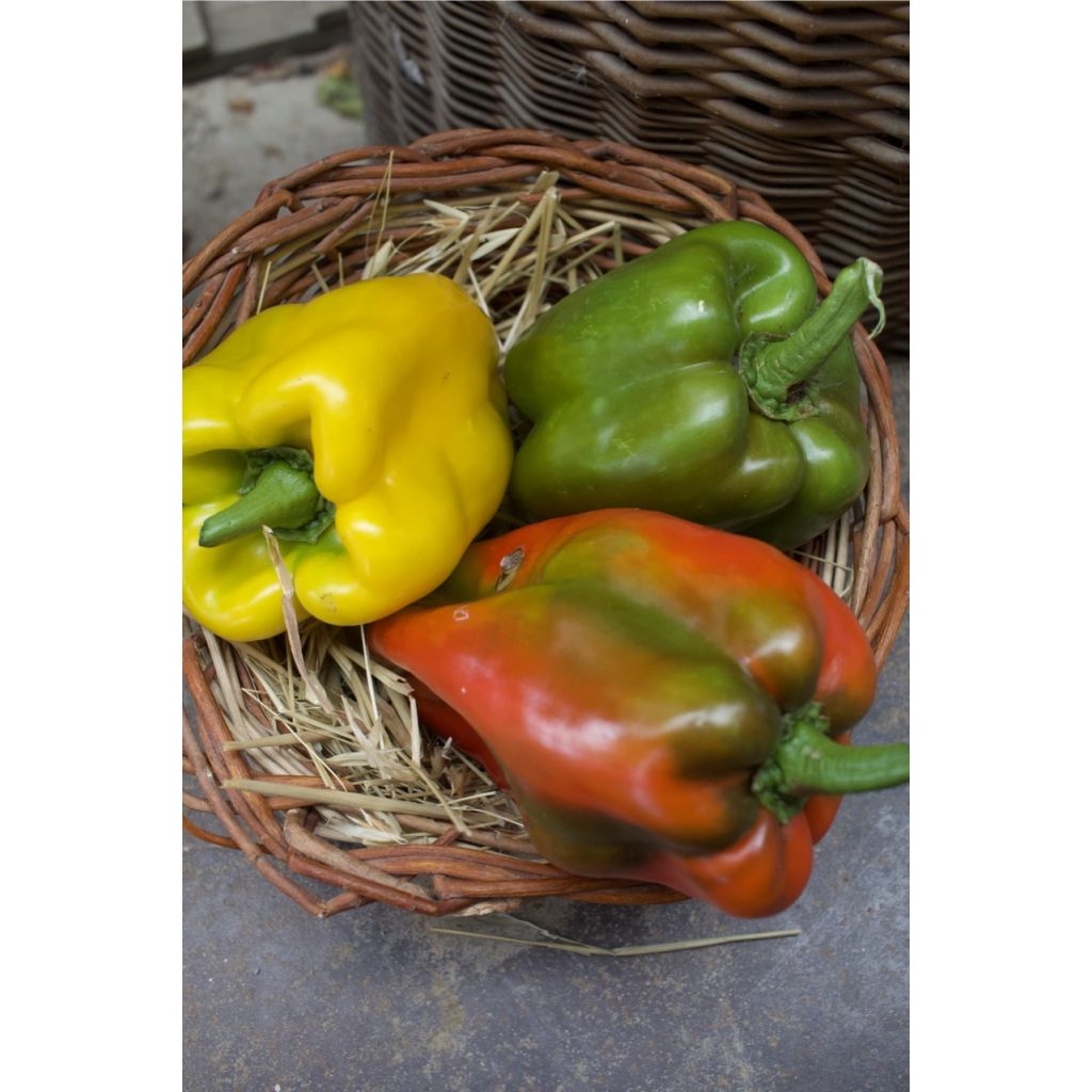 Peperoni corno e quadrati verdi BIO Kg 0,5