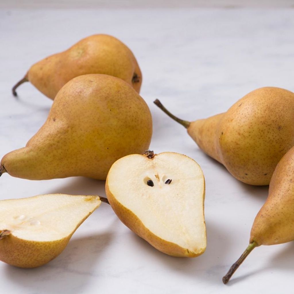 Pere Kaiser BIO Kg 1