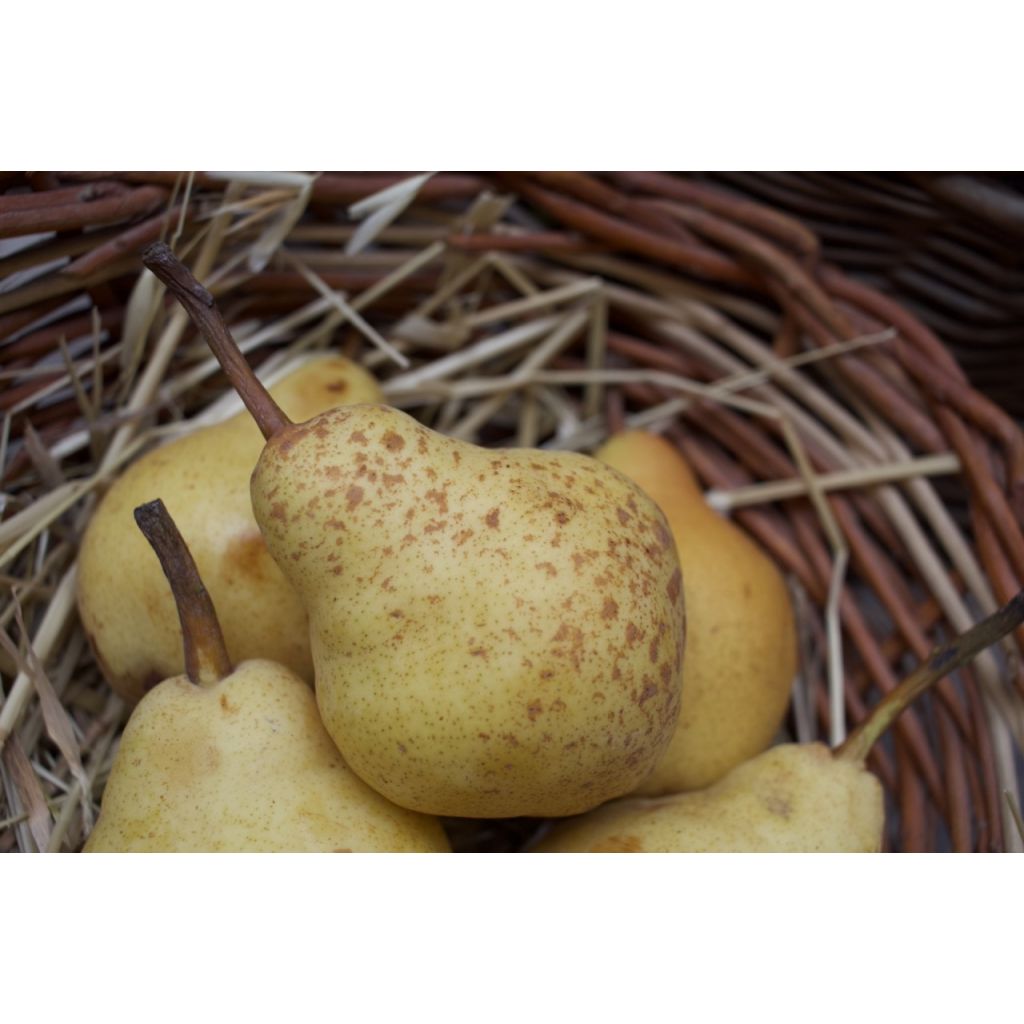 Pere William BIO Kg 1