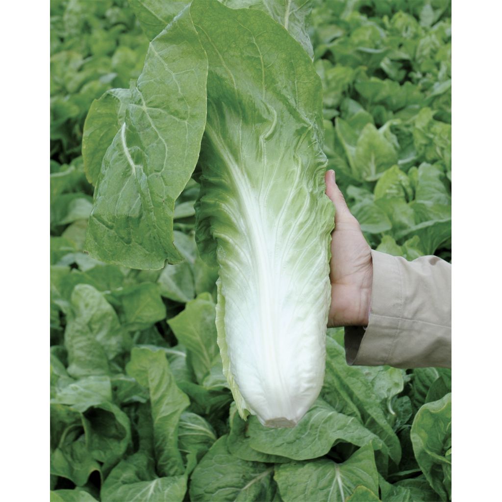 Radicchio PAN DI ZUCCHERO lungo verde BIO Kg 0,5