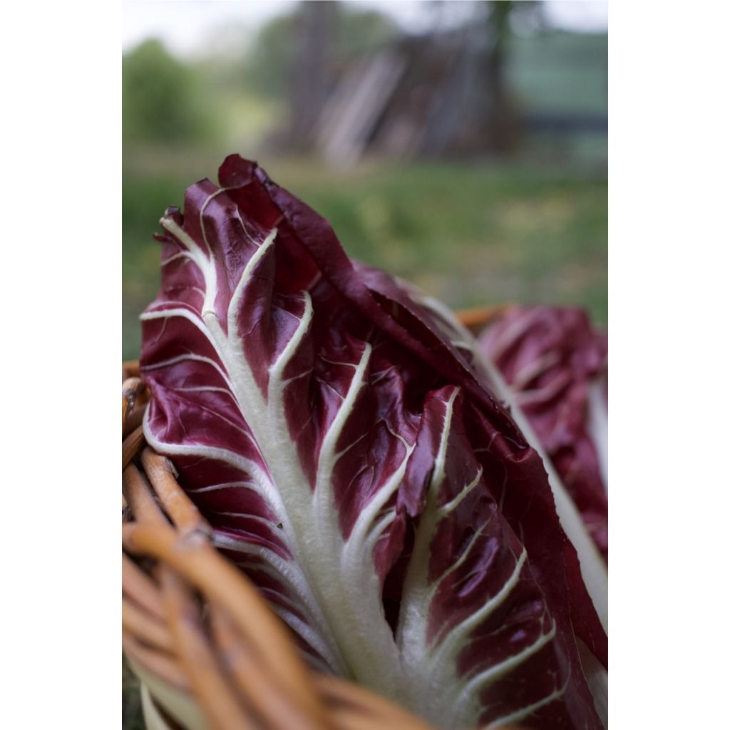 Radicchio lungo rosso BIO Kg 0,5